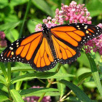 Monarch butterflies begin their migration in the fall.