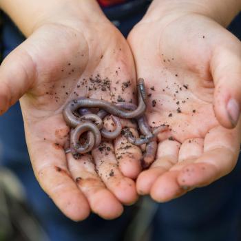 Blurring Genre: Exploring Fiction and Nonfiction with <em>Diary of a Worm</em>