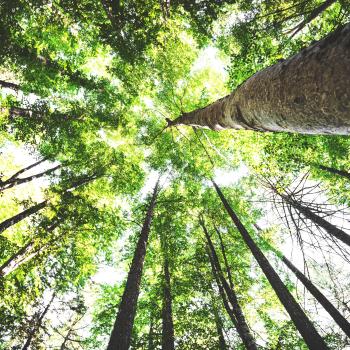 Exploring Change through Allegory and Poetry