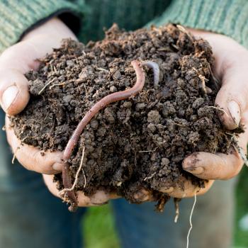 Digging Up Details on Worms: Using the Language of Science in an Inquiry Study