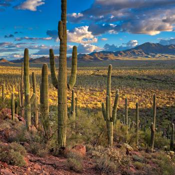 Greetings from the Biomes of the World