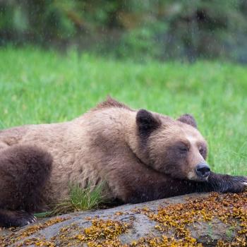 Shhh! Bear's Sleeping: Learning About Nonfiction and Fiction Using Read-Alouds