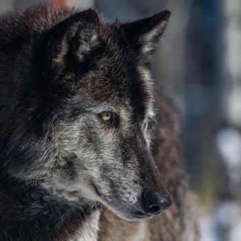 Comparing Fiction and Nonfiction with "Little Red Riding Hood Text" Sets