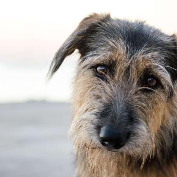 Characters in <em>Because of Winn-Dixie</em>: Making Lists of Ten