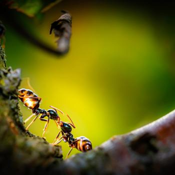 Teaching Point of View With <em>Two Bad Ants</em>