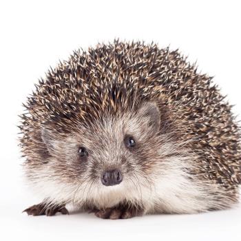 Readers Theatre With Jan Brett