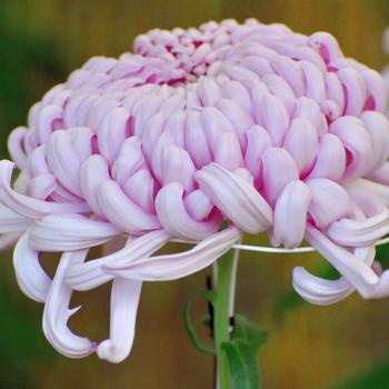 Playing Name Bingo with <em>Chrysanthemum</em>