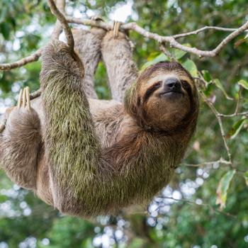 Investigating Animals: Using Nonfiction for Inquiry-based Research