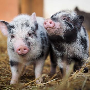 Getting the <em>ig</em> in Pig: Helping Children Discover Onset and Rime