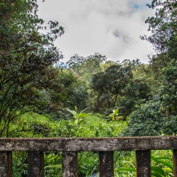 Traveling Terrain: Comprehending Nonfiction Text on the Web