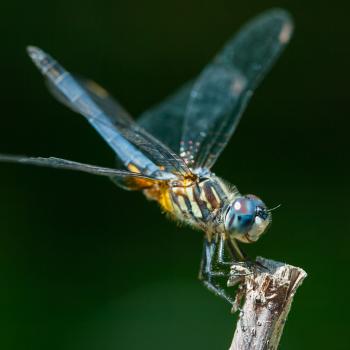 Composing Cinquain Poems with Basic Parts of Speech