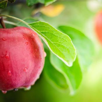 Memories Matter: <em>The Giver</em> and Descriptive Writing Memoirs