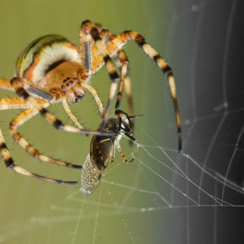 Multiple Perspectives: Building Critical Thinking Skills