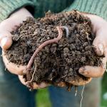 Digging Up Details on Worms: Using the Language of Science in an Inquiry Study